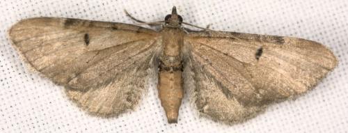 Réf. 329 313 : Eupithecia absinthiata